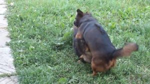 вязка собак