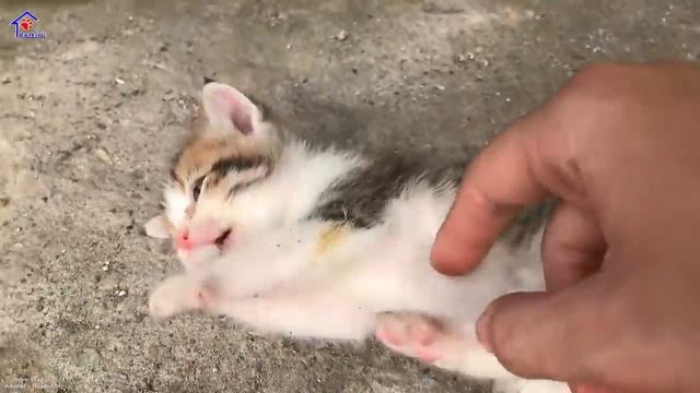 Cutest Baby kitten Learn her first lesson to be a real CAT – Meowing and Running смотреть онлайн