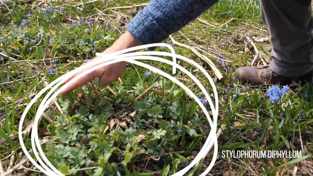 Roy Discusses What Not To Do In A Shade Garden! Ep. #17 смотреть онлайн