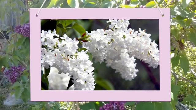 Сирень, сирень... Начало цветущего лета смотреть онлайн