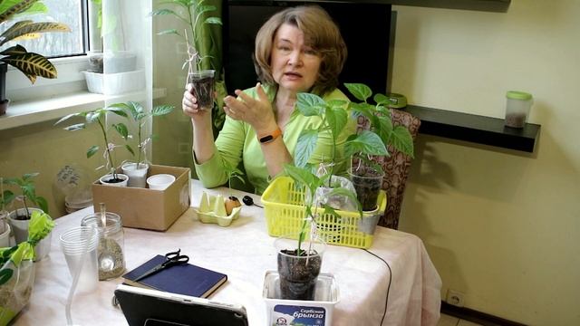 213_Перец. Пикировка, пересадка. Когда и как. смотреть онлайн