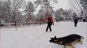 Кобель НО Elch Amarcord, 10 лет