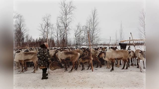 Душа природы / лесотундра / тундра / Ямальская жизнь / ЯНАО / Ямал смотреть онлайн