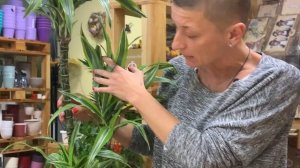 Драцена Лимон Лайм - видеообзор сорта. Крупномер для дома и офиса.