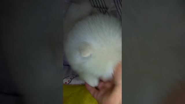 девочки померанского шпица, 1,5 месяца, РКФ смотреть онлайн