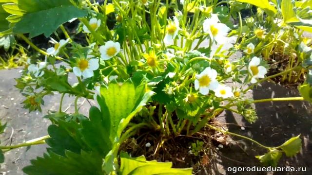 Рассказываю сколько ягод можно собрать с куста клубники сорта "Соната" смотреть онлайн