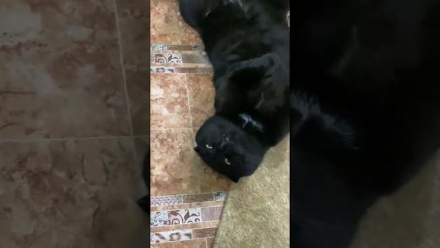 Черный шотландский вислоухий/ black scottish fold cat смотреть онлайн