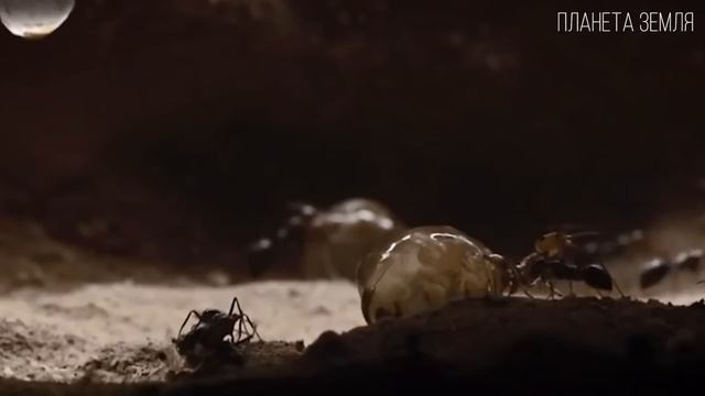 Муравьи_ Тайная жизнь маленьких колонизаторов _ Интересные факты про муравьев (1080p) смотреть онлайн