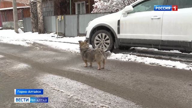 В Горно-Алтайске бродячая собака покусала мальчика смотреть онлайн