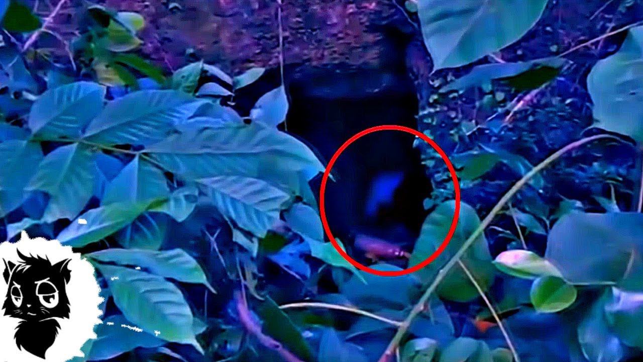 7 ЛЕСНЫХ МОНСТРОВ СНЯТЫХ НА КАМЕРУ [Черный кот] смотреть онлайн