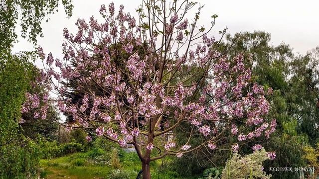 Павловния - как вырастить Дерево удачи. смотреть онлайн