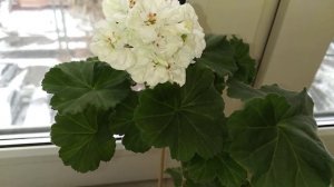 Пеларгония ОЧ-Madpearl White
