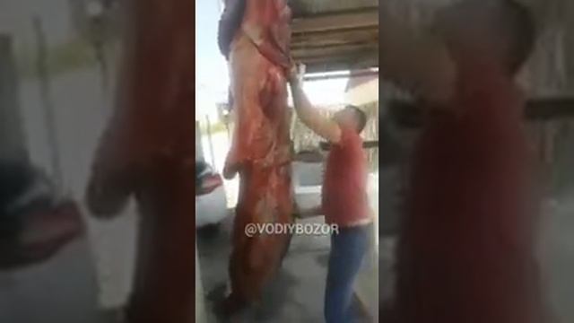 3 МЕТРЛИК УЛКАН ЛАККА БАЛИК УШЛАНДИ ДАРЁДАН смотреть онлайн