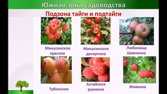 Что растет в Сибири смотреть онлайн