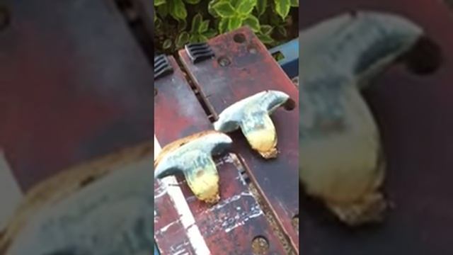 Boletus radicans смотреть онлайн