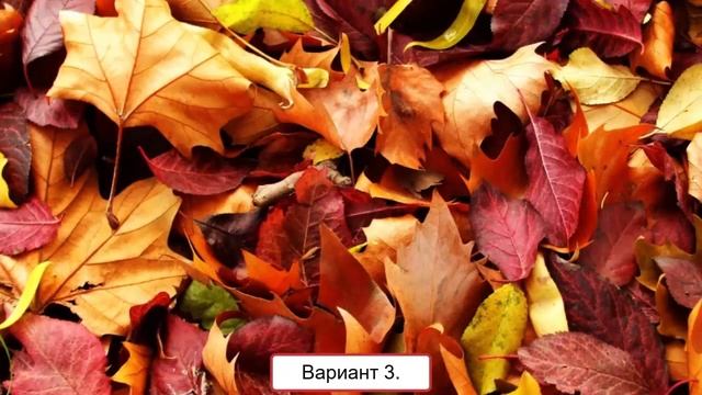Что делать с опавшей листвой осенью ? смотреть онлайн