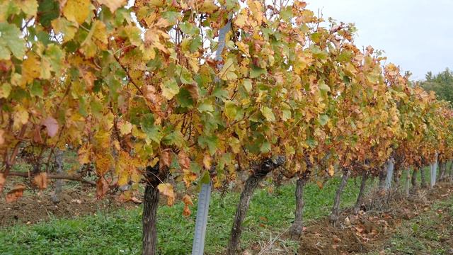 iWinemaker 2023. ОСЕНЬ. Участок N° Урожай 2022. Начало. Участок N°41 смотреть онлайн