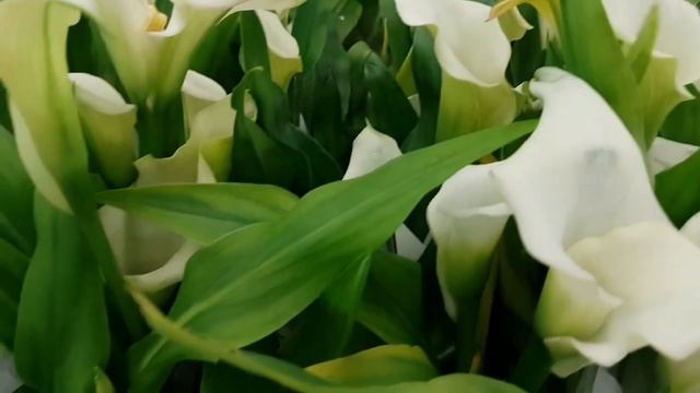 Ливистония, коланхое, калла, спатифиллум, кампанула смотреть онлайн