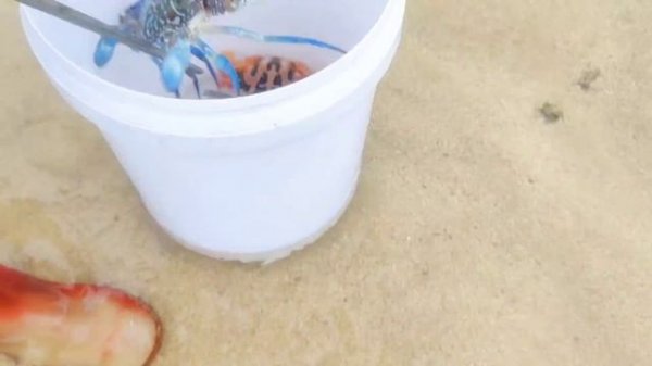 10 kilograms of giant crabs, colorful coral fish. So delicious! Heavenly sea