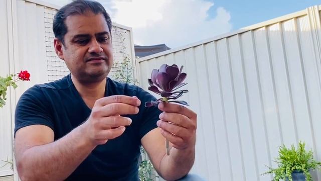 How to Grow and Propagate AEONIUM | Black Rose смотреть онлайн