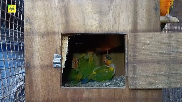 Sun Conure Breeding Progress?Sun Conure,Love birds,Java, Green cheek?Birds Breeding tips смотреть онлайн