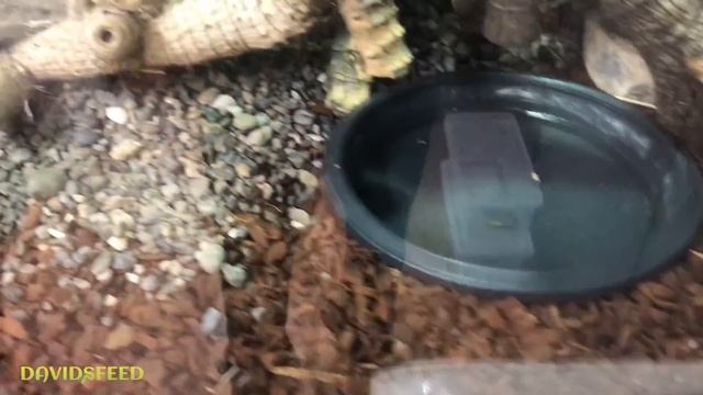 RED SPITTING COBRA SETUP AND HANDLING смотреть онлайн