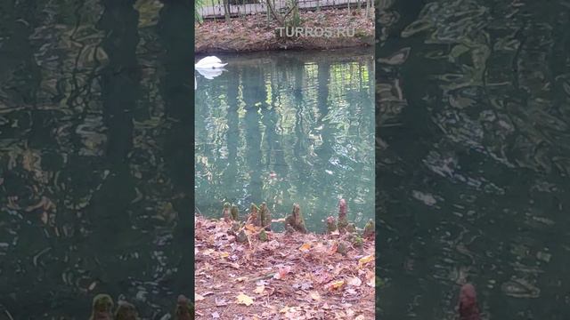 Лебеди на пруду. Сочи дендрарий. Белые и черные лебеди.