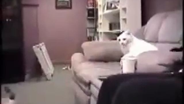 Кот дерётся с мопсом Самое улётное видео Смешное видео Дуэт пьяных попугаев смотреть онлайн