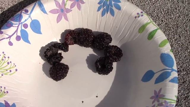 Black Jewel Raspberry Review and Taste Test. смотреть онлайн
