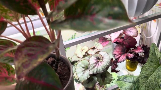 Обзор растений на моей зелёной веранде ??. 4 часть! смотреть онлайн