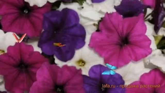 Петуния ампельная Саксесс Твайлайт Микс ? обзор: как сажать, семена петунии Саксесс Твайлайт Микс смотреть онлайн