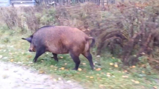 Кабаны вышли к деревне во Владимирской области смотреть онлайн