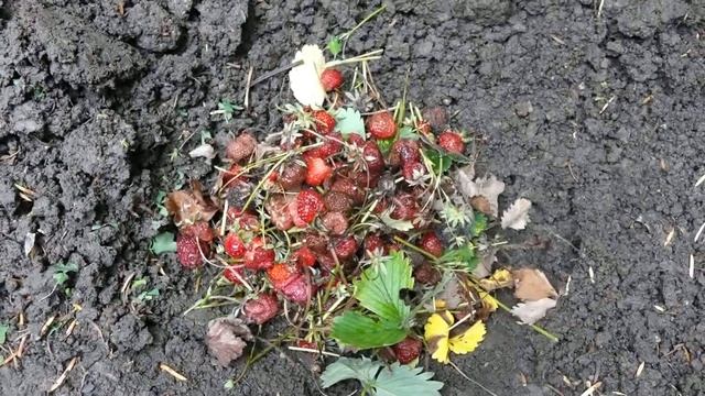 Швейцарские сады Райские кущи № 104 Классный гумус или классическая музыка и гумус смотреть онлайн