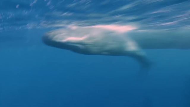 10 Animals That Could Defeat a Shark смотреть онлайн
