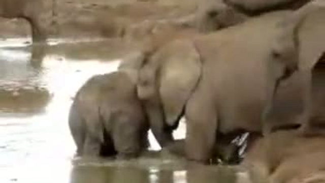 Bébé éléphant sauvé de la noyade par ses congénères смотреть онлайн