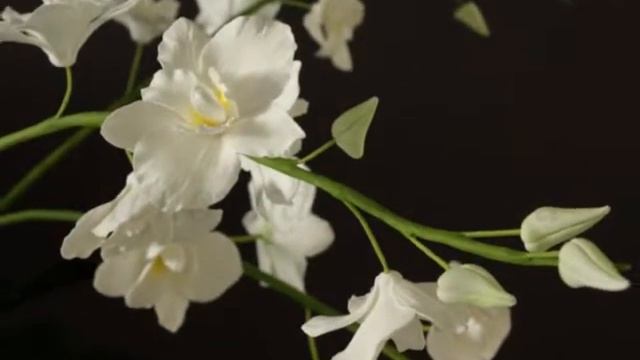 Подбираете цветочную композицию на юбилей начальника? Букет из орхидей «Северная звезда» смотреть онлайн