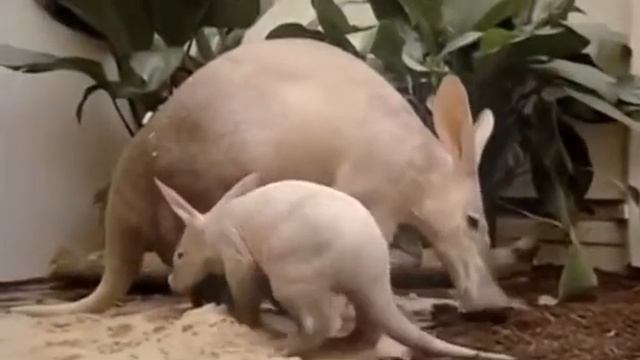 Трубкозуб Удивительное Животное! смотреть онлайн
