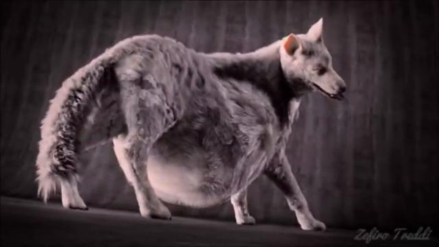 Wolf's Belly Sloshing!