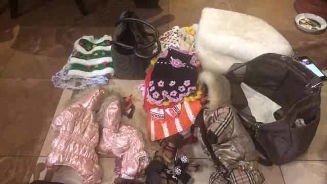 №8 Гардероб чихуахуа Доси ?? смотреть онлайн