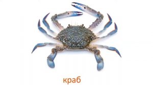 Карточки Домана Морские животные