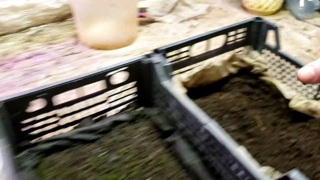 Учимся выращивать саженцы ежевики и малины зимой смотреть онлайн