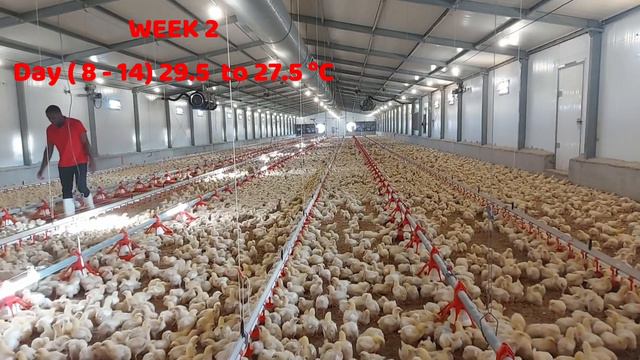 How to Heat Broiler Chickens (brooding temperature) смотреть онлайн