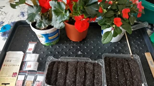 Посев львиного зева на рассаду. смотреть онлайн