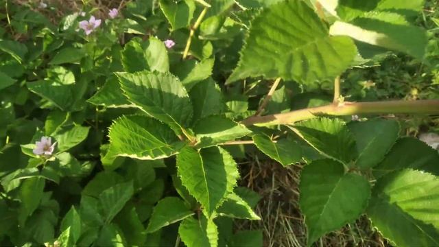 Ежевика,помогите определить сорт!