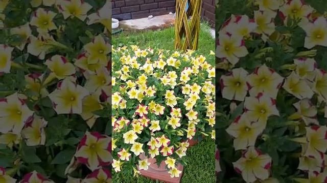 петуния Сурфиния Стар Еллоу (Surfinia Star Yellow)