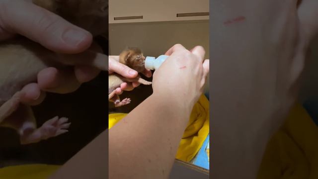 6 Days Old Abyssinian Kittens
