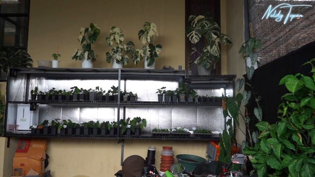 Lets Grow Malang Buat Anthurium Hybrid Dark смотреть онлайн