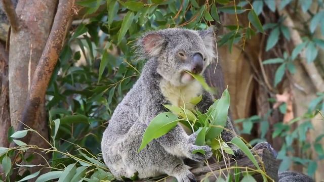 КОАЛА – Самое Уникальное Животное Австралии!