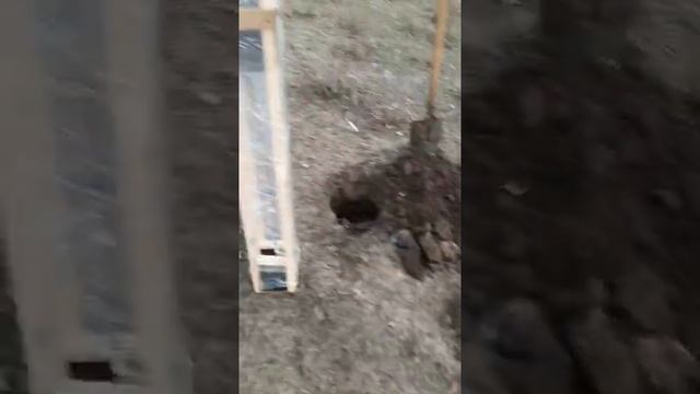 Модрина Blue Dwarf. Лиственница японская. Обзор покупки. смотреть онлайн