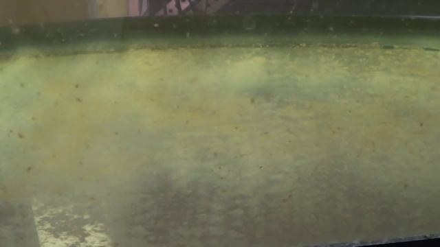 #246: Daphnia Magna Culture in the Fishroom - Update Monday смотреть онлайн